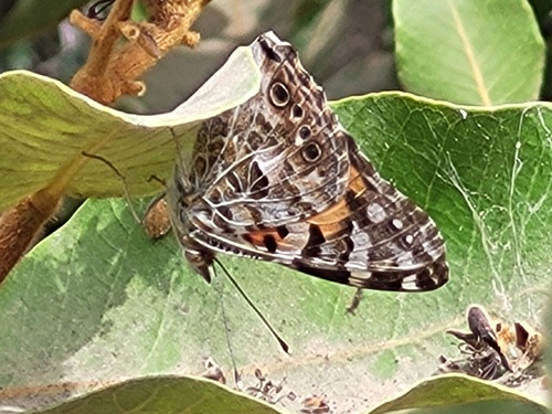 Painted Lady