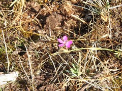 Dianthus legionensis
