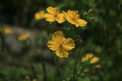 Chelidonium asiaticum