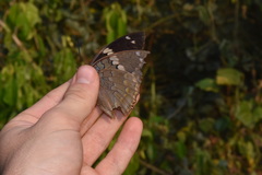 Charaxes bipunctatus ugandensis