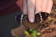 Charaxes bipunctatus ugandensis