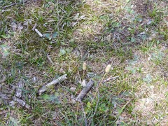 Pilosella castellana