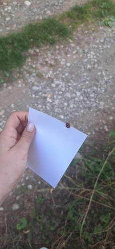 Continental Striped Shield Bug