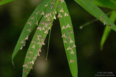 Strepsinoma croesusalis
