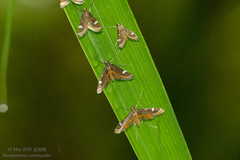 Strepsinoma croesusalis