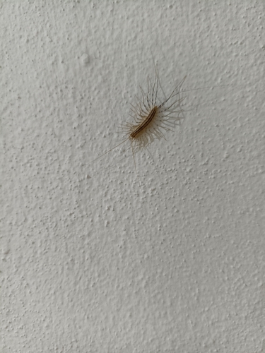 House Centipede