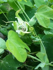 Passiflora pallens