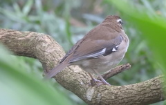 Cercotrichas signata