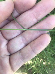 Bromus pseudolaevipes