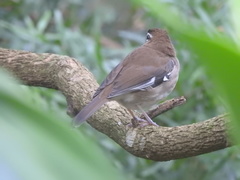 Cercotrichas signata