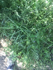 Bromus pseudolaevipes