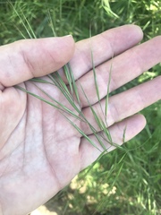 Bromus pseudolaevipes