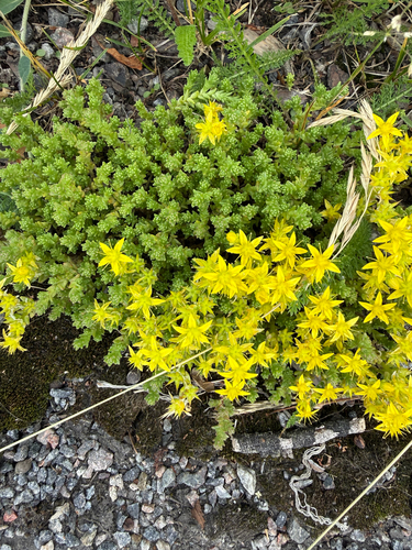 Biting Stonecrop