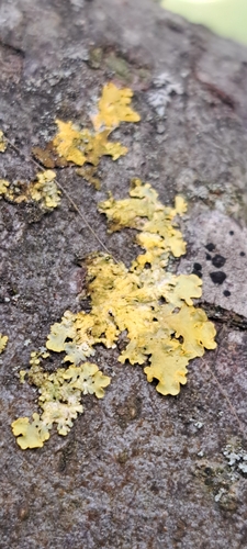 Pilze & Flechten