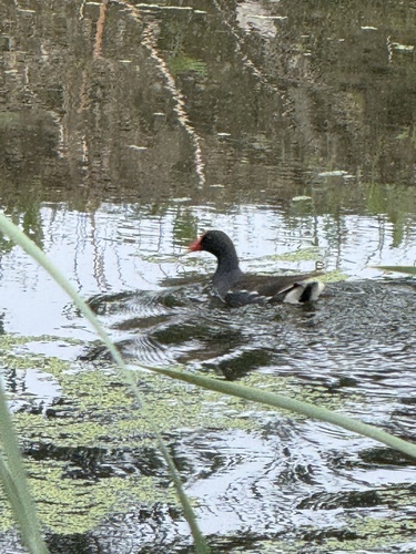 Eurasian Moorhen
