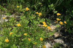 Chelidonium asiaticum