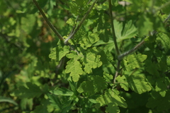 Chelidonium asiaticum