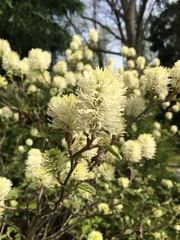 Fothergilla