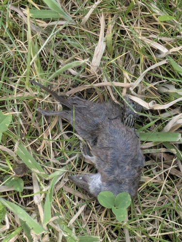 Greater White-toothed Shrew