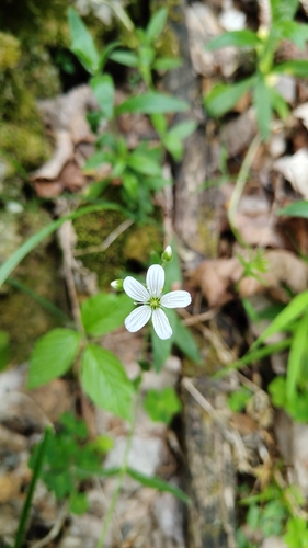 Cerastium pauciflorum, photograph 3