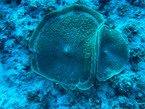 Amplexidiscus fenestrafer observed 2026-06-18