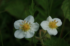 Fragaria orientalis