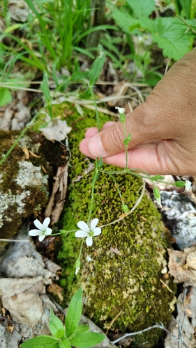 Cerastium pauciflorum, photograph 1