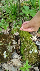 Cerastium pauciflorum, photograph (c) Полина Полежанкина, some rights reserved (CC BY)