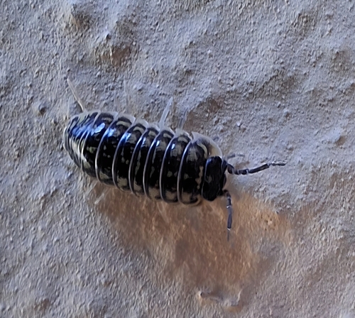 Versicolored Pill Woodlouse