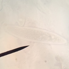 Pertusaria sinusmexicani