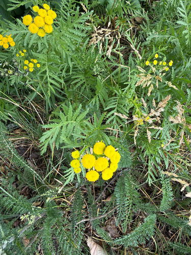 tansy