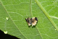 Thysanoidma stellata