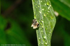 Thysanoidma stellata