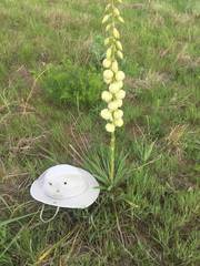 Yucca arkansana