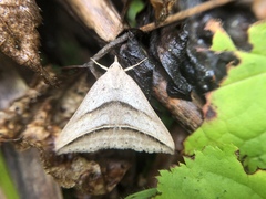 Blasticorhinus bifasciata