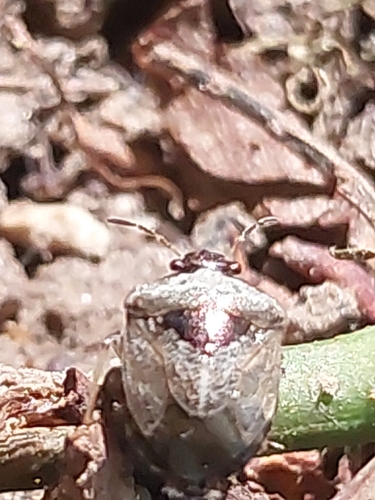 Woundwort Shield Bug