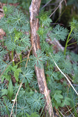 Aconitum napellus