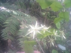 Clematis cunninghamii