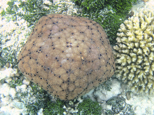 Photo of Pincushion sea star (Culcita schmideliana)