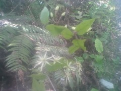 Clematis cunninghamii