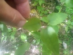 Clematis cunninghamii