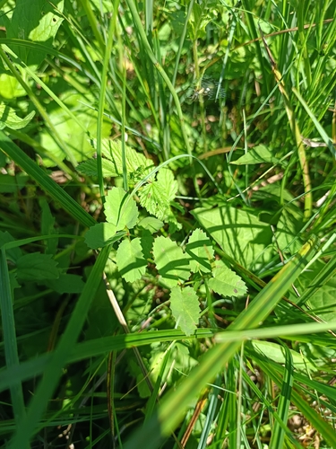 Great burnet