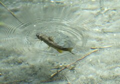 River Brown Trout