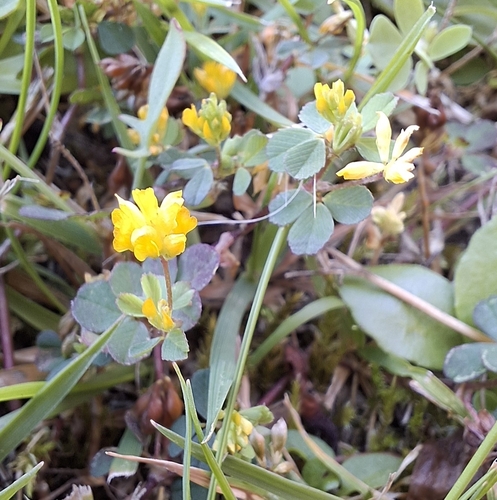 Lesser hop trefoil