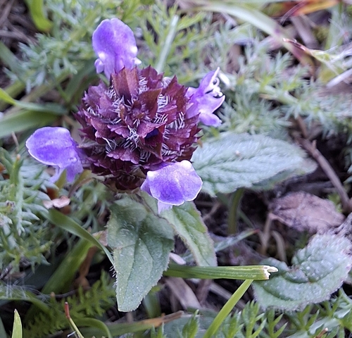 common selfheal