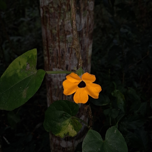 Black-eyed Susan vine