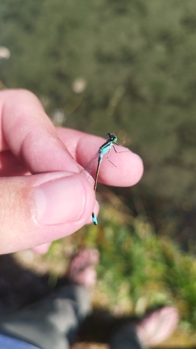 Blue-tailed Damselfly