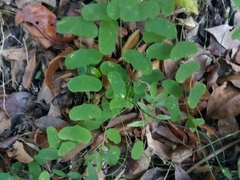 Passiflora murucuja
