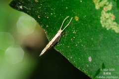 Labdia oxychlora
