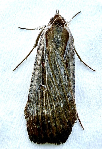 Australian Alfalfa Moth